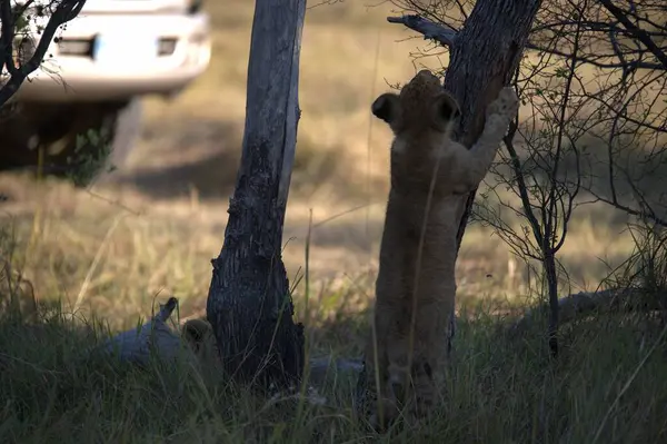 Afrika 'daki Kenya savanındaki aslan.