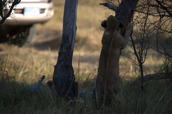 Güzel bir Afrika aslanı.