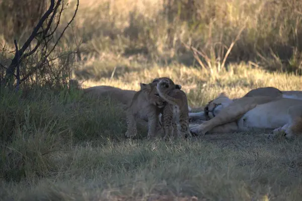 lions in a safari in the african savannah.