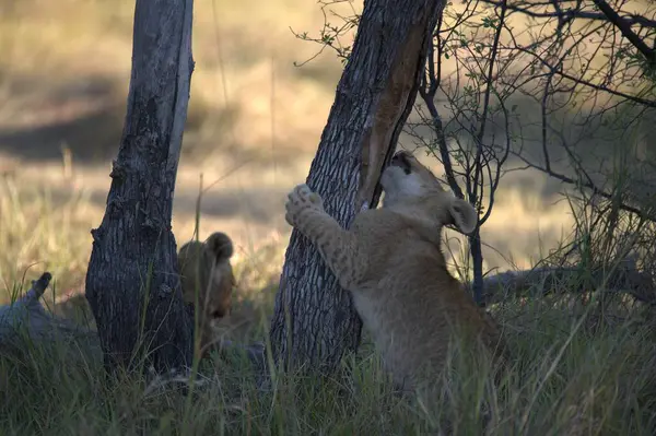 Yavru bir aslan yavrusu yavrusuyla oynuyor.