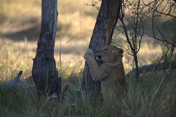 Zimbabwe savanındaki aslan.