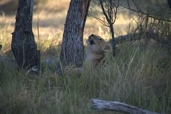 Ağaçta oturan bir aslanın yakın plan fotoğrafı.