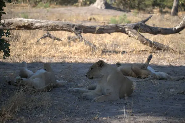 Savanadaki bir grup aslan.