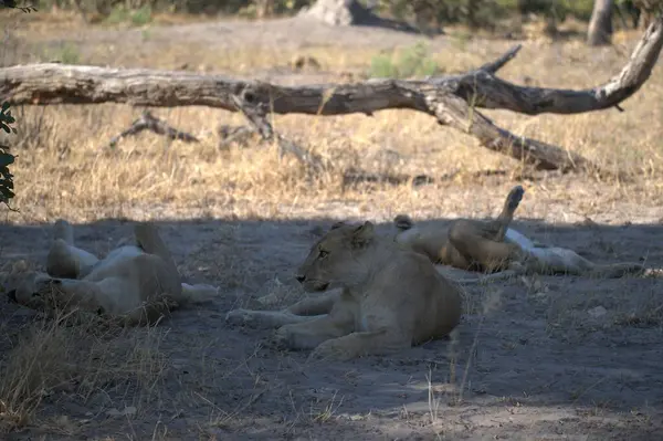 Afrika 'da hayvanat bahçesinde bir aslan