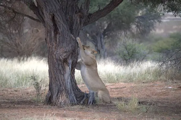 Ağaçtaki aslan yavrusu