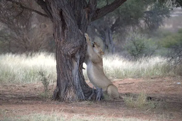 Etoşa Ulusal Parkı, Namibya 'daki genç aslanlar.