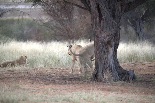 Anne ile oynarken aslan yavrusu