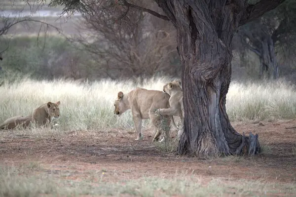 Afrika 'daki bozkırda aslanla dişi aslan.
