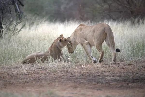 Dişi bir dişi aslan ve yavrusu çimlerin üzerinde yürüyor.