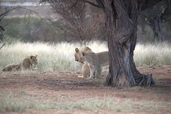 Kenya savanındaki aslanlar