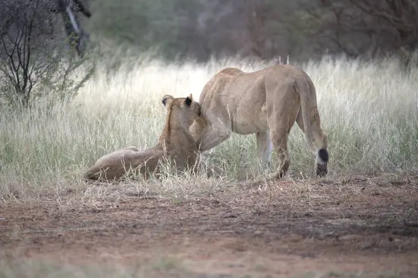 Aslan (panthera leo) Kenya savanasında