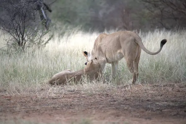Güney Afrika 'daki Kruger parkında yavru bir aslan.