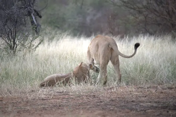 Aslan yavrusu çimlerde
