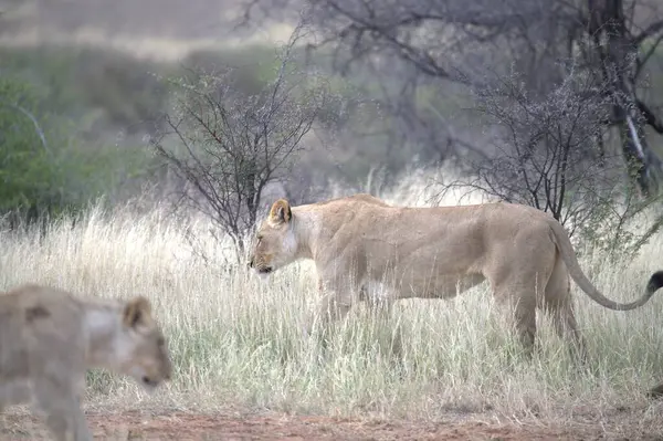 Afrika, Kenya savanındaki aslan.
