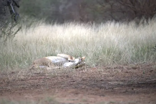 Güney Afrika aslanı