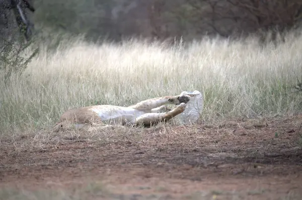 Güneş ışığının altında çimenlerin üzerinde sevimli bir aslanın yakın plan çekimi.