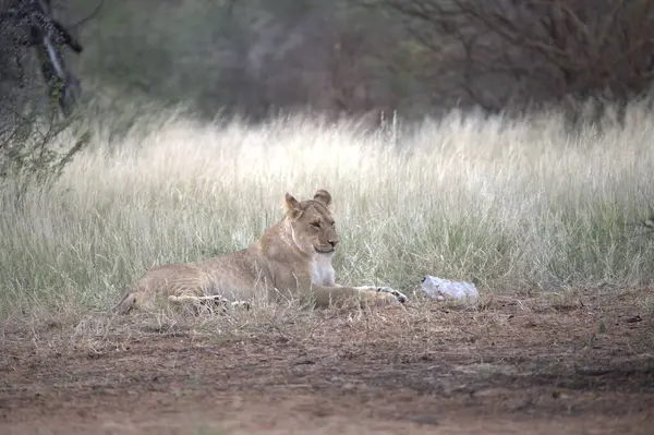 Aslan yavrusu çimlerde