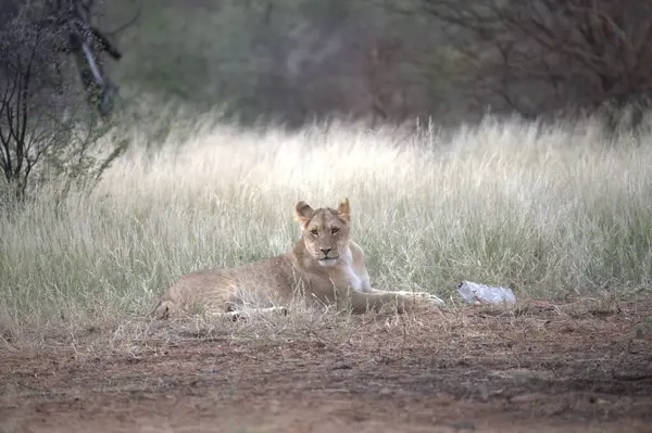 Afrika 'nın güneyindeki Kruger parkında aslan var.