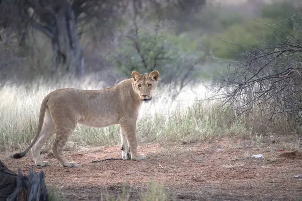 Namibya 'daki Etosha Milli Parkı' nda Aslan