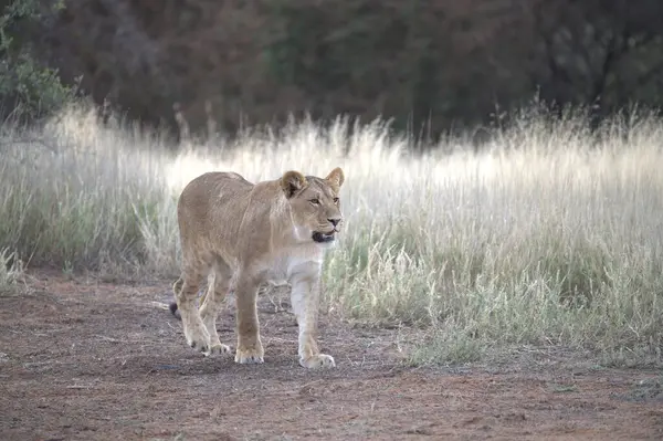 Afrika 'da savanadaki aslan