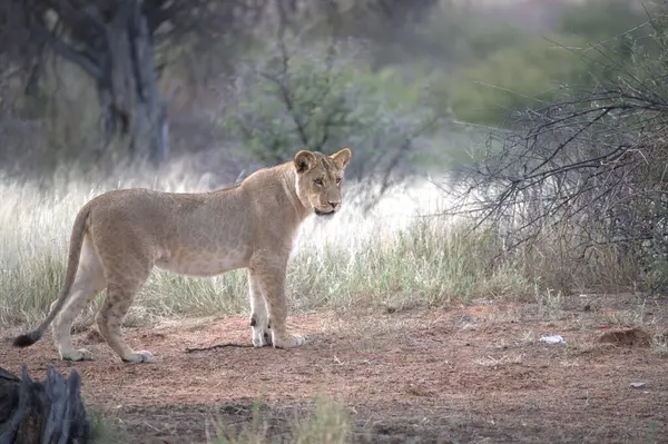 Güney Afrika 'daki Kruger Ulusal Parkı' nda yürüyen bir aslan.