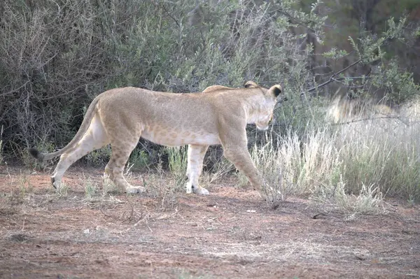 Kruger Park 'taki aslan.