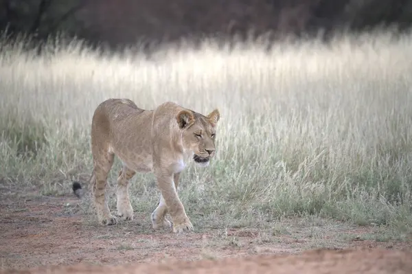 Savannah dişi aslan