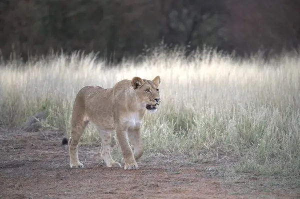 Kenya savanındaki aslan
