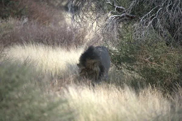 siyah kurt (kanis lupus) )