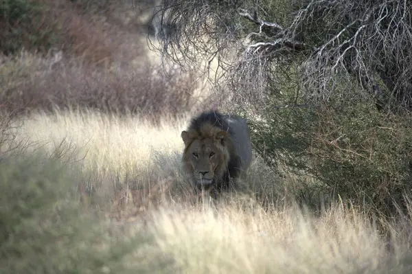 Namibya 'daki vahşi aslan