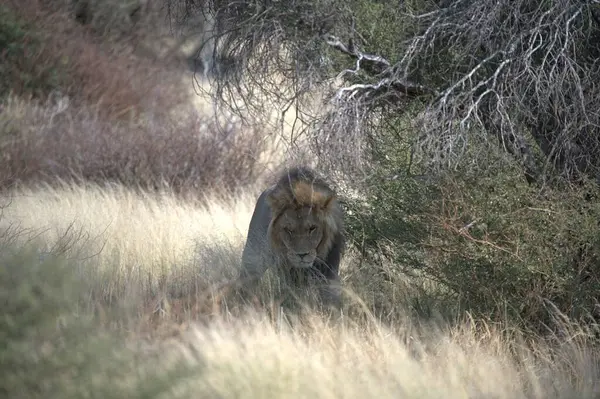 Güney Afrika 'daki Kruger parkındaki çimlerin üzerinde dinlenen aslan yavrusu..