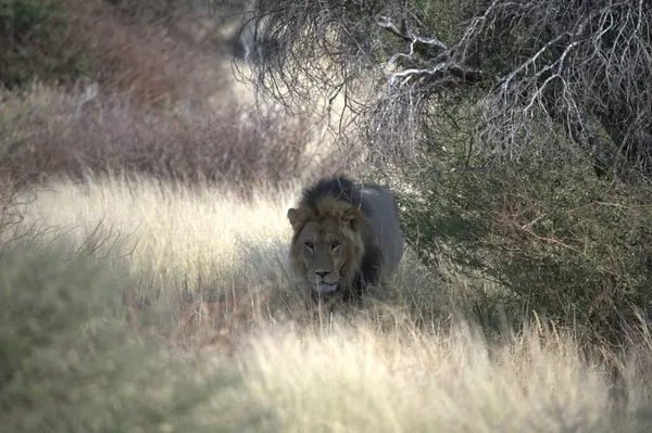 Afrika savanındaki aslan.