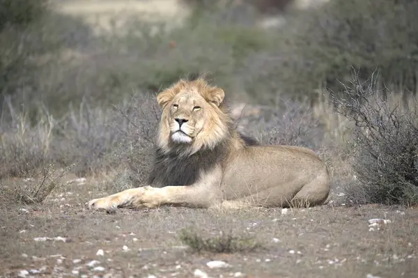 Çimlere yatan genç aslan portre