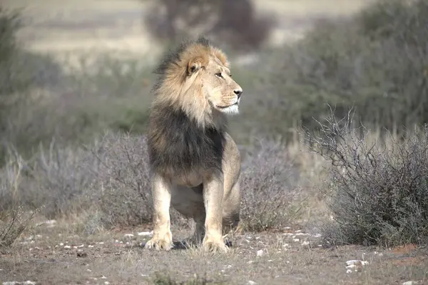 Güney Afrika 'daki Kruger Ulusal Parkı' nda erkek aslan.