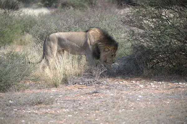 Parktaki erkek aslanın güzel bir fotoğrafı.