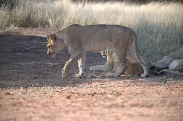 Aslan yavrusu doğada