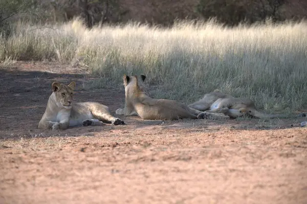Hayvanat bahçesindeki aslanları