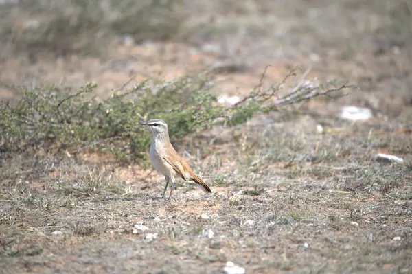 kırmızı - kanatlı kuş (phoenicopruus rurulus) Yunanca
