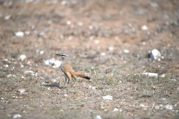 Vahşi doğada bir kuş
