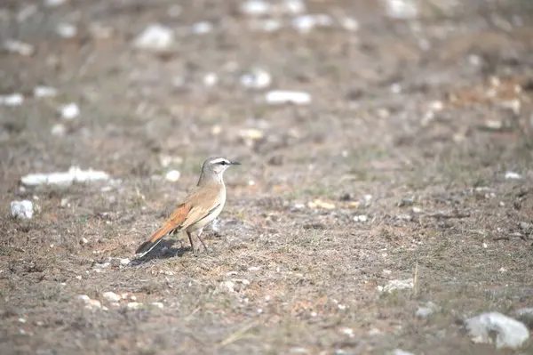 kırmızı - kanatlı yağmurkuşu (arola manus himantopus himantopus )