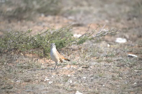 Dağlardaki bir ağacın dalında bir kuş oturuyor.