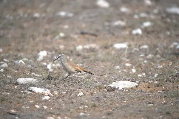 Kırmızı - vahşi kanatlı yağmurkuşu, Afrika, Kenya