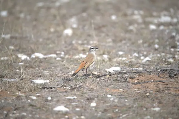 kırmızı kuş doğada