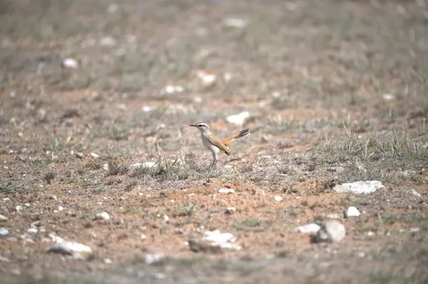 Doğada güzel bir kuş