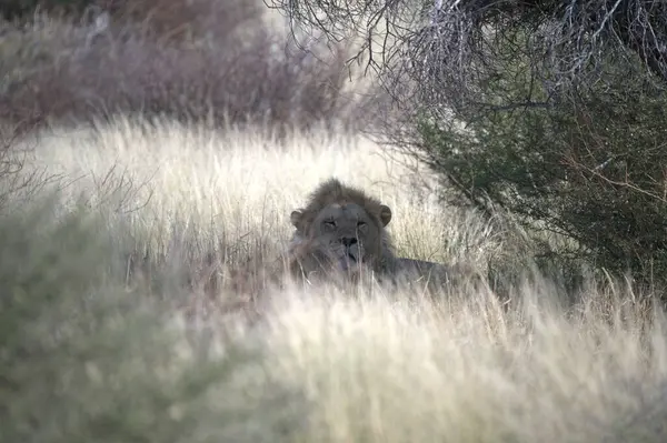 Aslan vahşi Afrika 'da