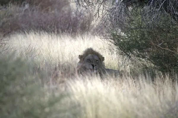 Kenya savanındaki aslan