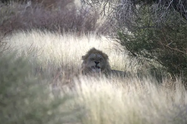 Savanadaki aslan, Kenya