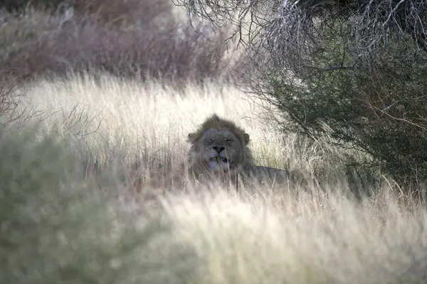 Otların arasında yürüyüş aslan