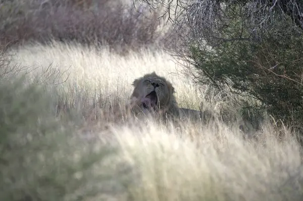 Kenya savanındaki aslan