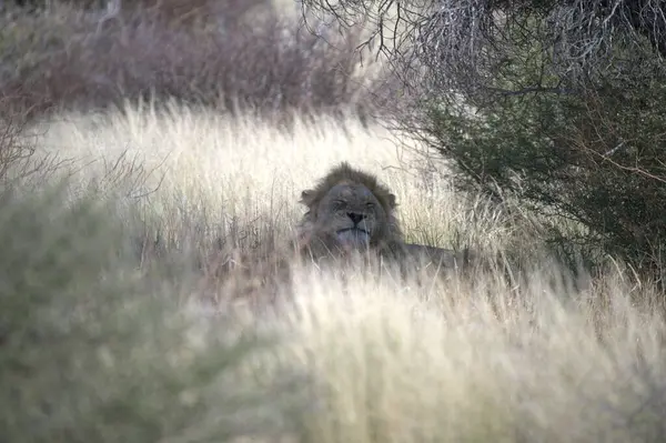 Afrika 'daki Kruger Park' taki aslan.